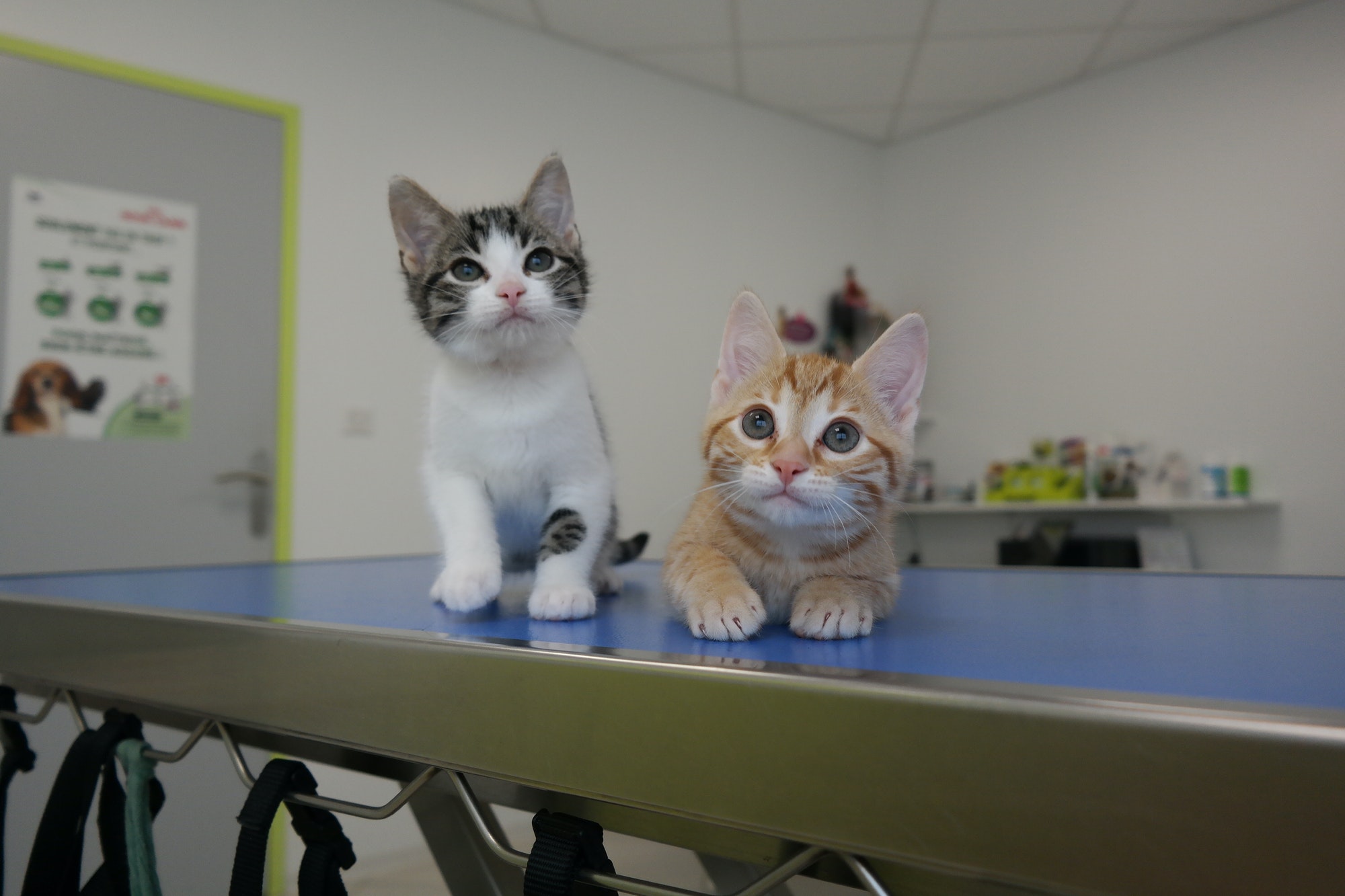 2-abandoned-kitten-at-the-veterinary-clinic.jpg 2-abandoned-kitten-at-the-veterinary-clinic.jpg