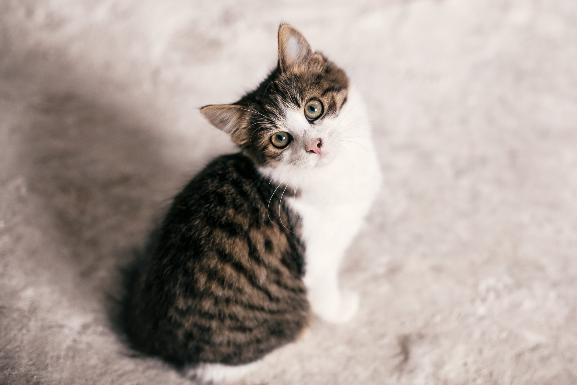 cute-scared-tabby-kitten-with-sweet-looking-eyes-walking-in-city-street.jpg cute-scared-tabby-kitten-with-sweet-looking-eyes-walking-in-city-street.jpg